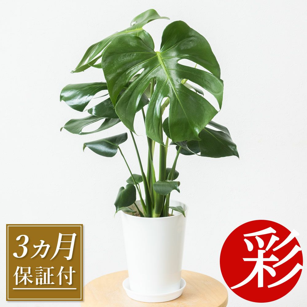 3ヵ月保証付き モンステラ