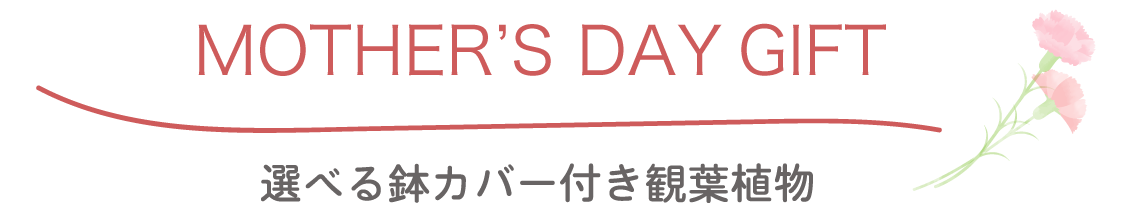 選べる鉢カバー付き観葉植物