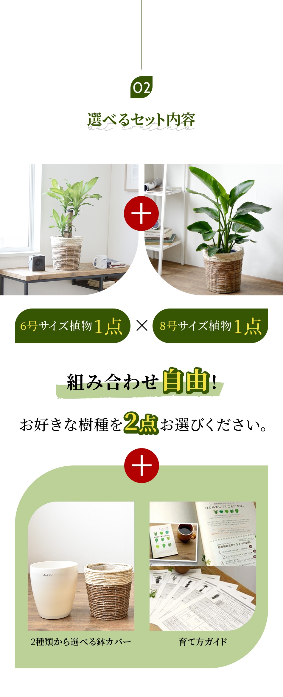 観葉植物 2鉢セット 大きさ違いの植物 お得なセット 選べる２サイズ まとめ買い 8号 6号鉢植物