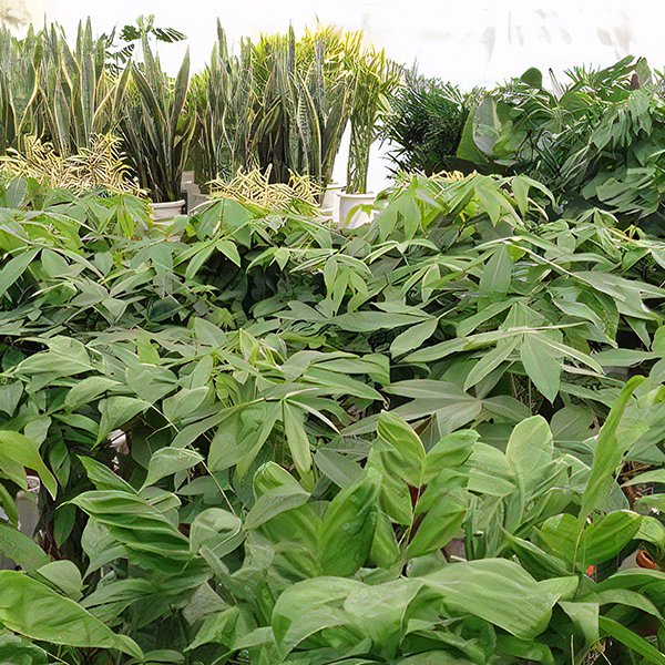 業界最大級の出荷数・在庫数！通販の年間出荷数35,000鉢突破