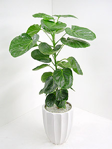 ポリシャス バルフォリアナ フリスビー の育て方 観葉植物の通販
