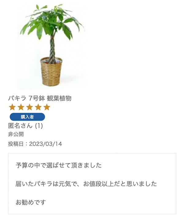  パキラ 7号鉢 観葉植物 