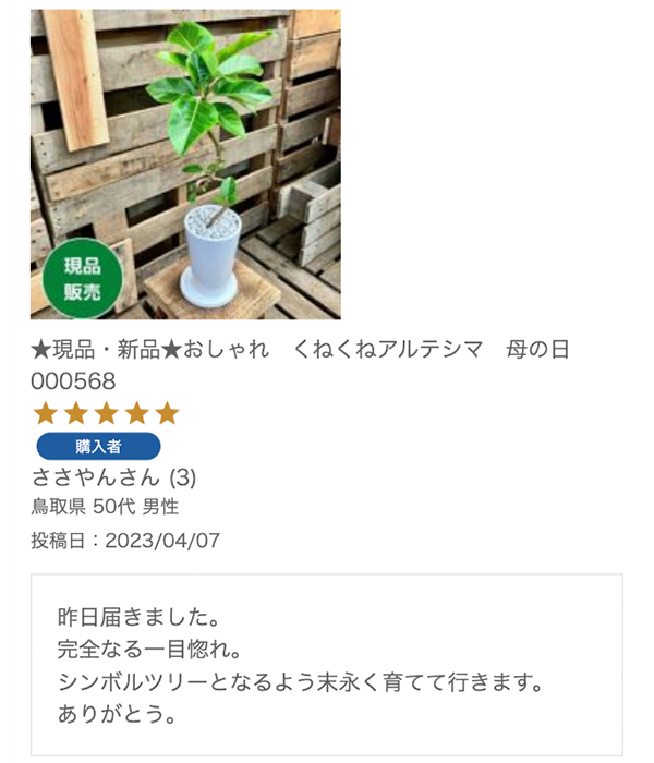 幸福の木（ドラセナ・マッサンゲアナ） 7号鉢 選べる鉢カバー付 観葉植物