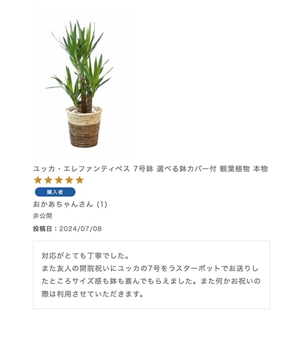 ユッカ・エレファンティペス 7号鉢 選べる鉢カバー付 観葉植物 本物