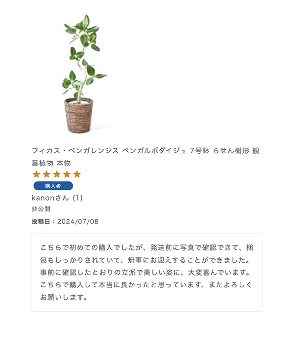 フィカス・ベンガレンシス ベンガルボダイジュ 7号鉢 らせん樹形 観葉植物 本物