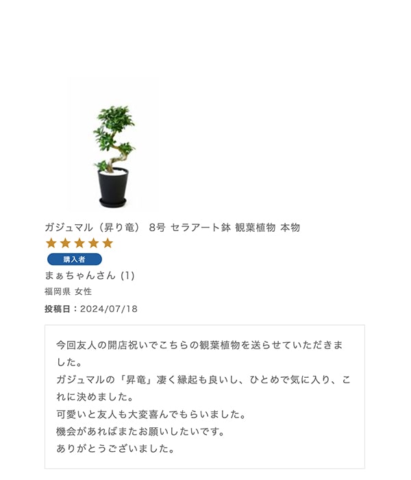 ガジュマル（昇り竜） 8号 セラアート鉢 観葉植物 本物