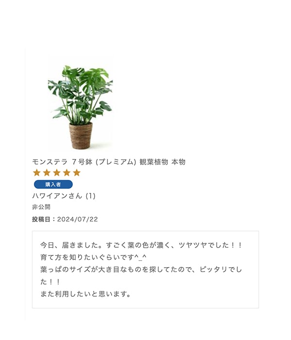 モンステラ ７号鉢 (プレミアム) 観葉植物 本物