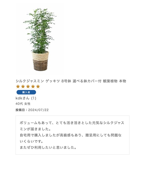 シルクジャスミン ゲッキツ 8号鉢 選べる鉢カバー付 観葉植物 本物