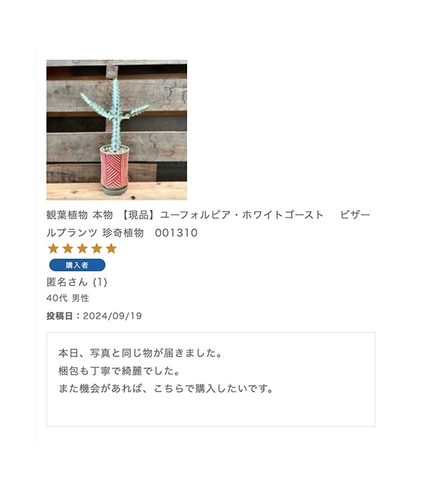 観葉植物 本物 【現品】ユーフォルビア・ホワイトゴースト　 ビザールプランツ 珍奇植物　001310