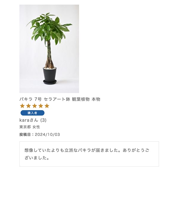 パキラ 7号 セラアート鉢 観葉植物 本物