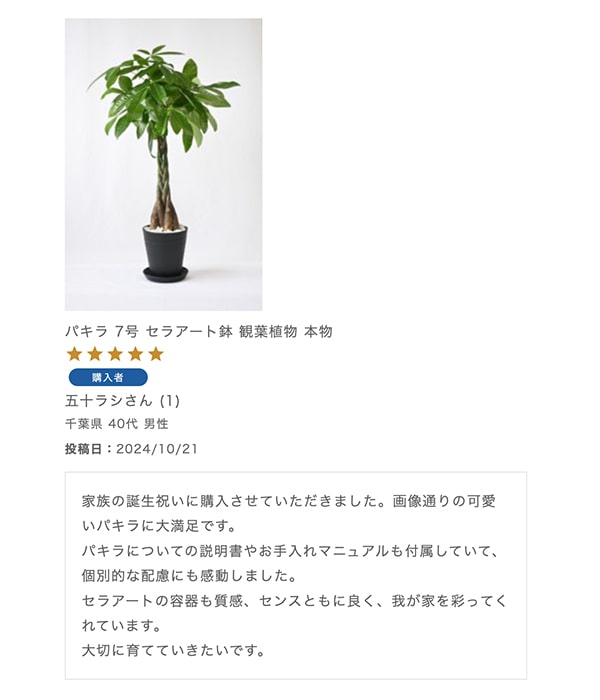 パキラ 7号 セラアート鉢 観葉植物 本物