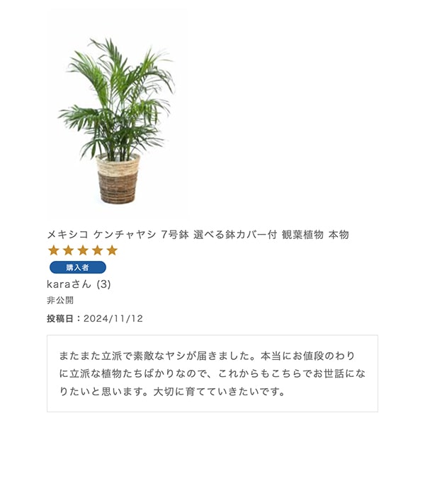 メキシコ ケンチャヤシ 7号鉢 選べる鉢カバー付 観葉植物 本物
