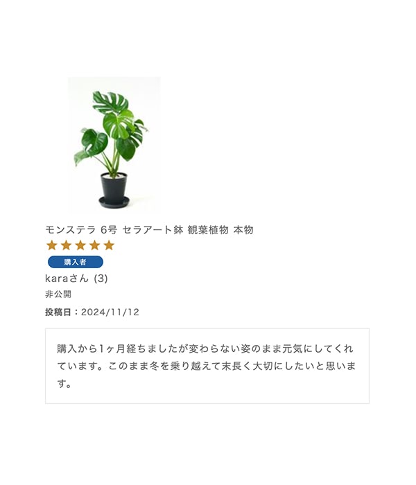 モンステラ 6号 セラアート鉢 観葉植物 本物