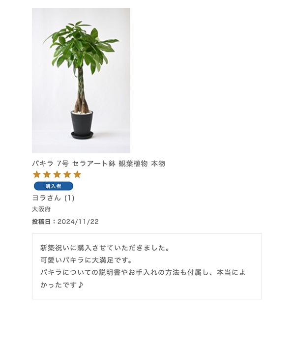 パキラ 7号 セラアート鉢 観葉植物 本物