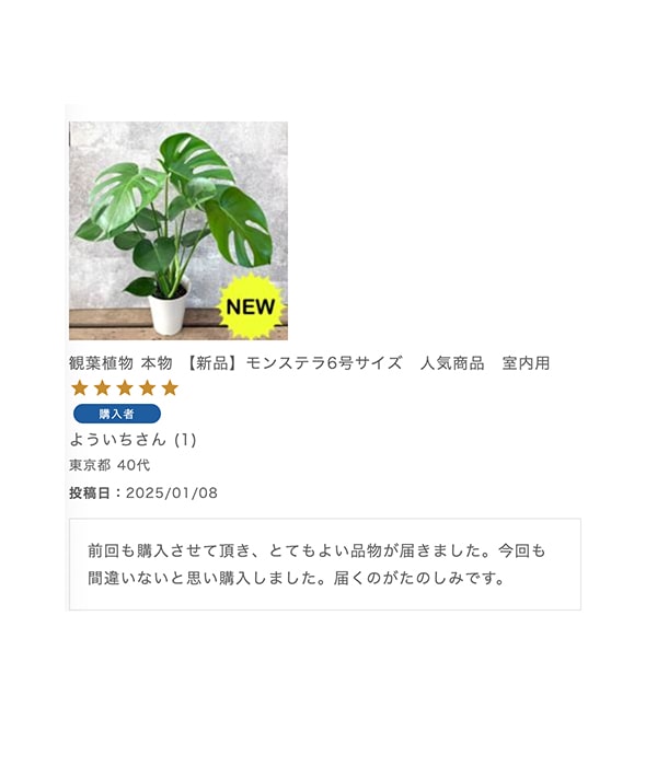 観葉植物 本物 【新品】モンステラ6号サイズ　人気商品　室内用
