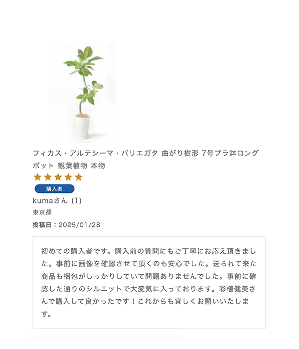 フィカス・アルテシーマ・バリエガタ 曲がり樹形 7号プラ鉢ロングポット 観葉植物 本物