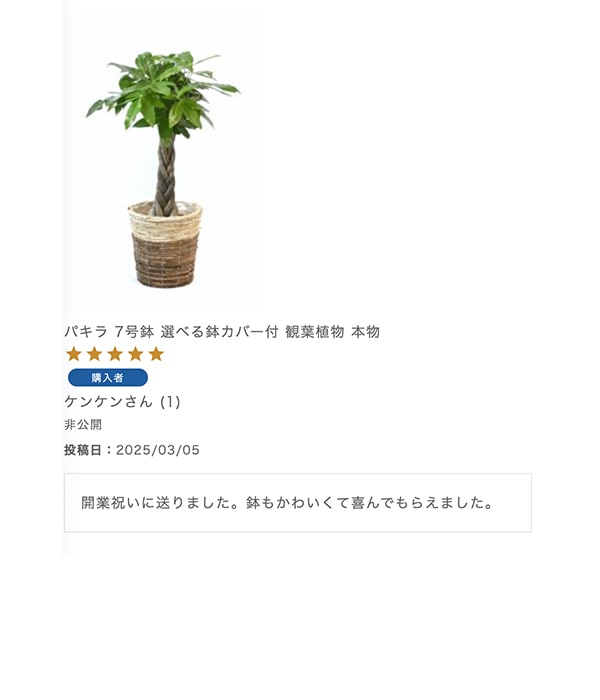 パキラ 7号鉢 選べる鉢カバー付 観葉植物 本物