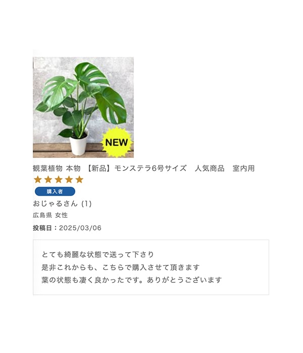 観葉植物 本物 【新品】モンステラ6号サイズ　人気商品　室内用