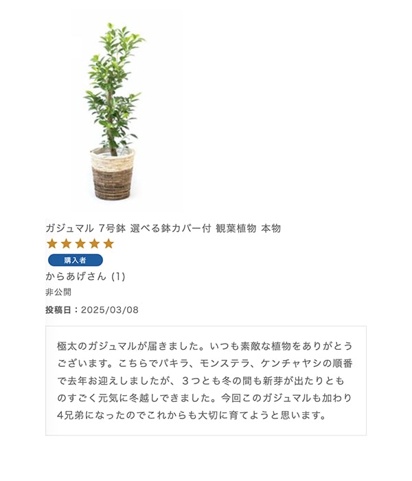 ガジュマル 7号鉢 選べる鉢カバー付 観葉植物 本物