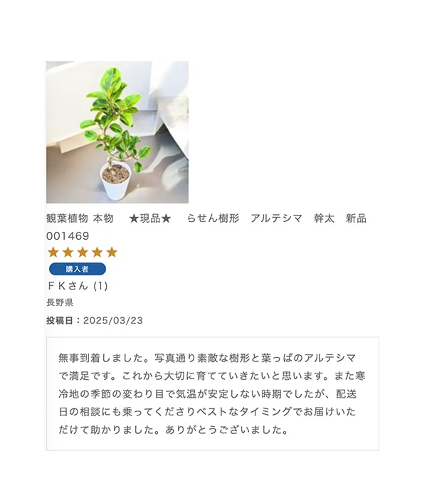 観葉植物 本物 　★現品★ 　らせん樹形　アルテシマ　幹太　新品　001469