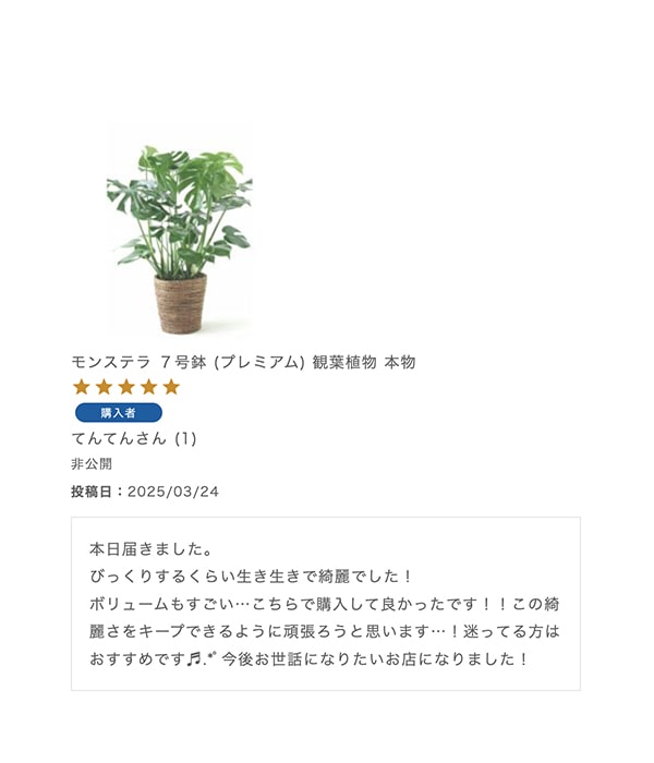 モンステラ ７号鉢 (プレミアム) 観葉植物 本物
