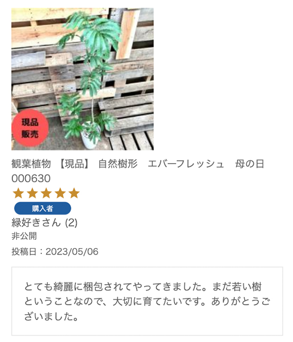 観葉植物 【現品】 自然樹形　エバーフレッシュ 000630