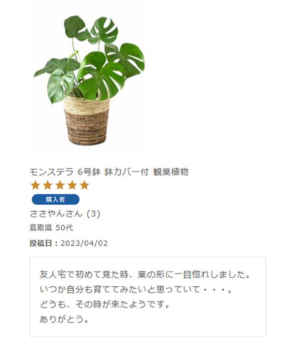 モンステラ