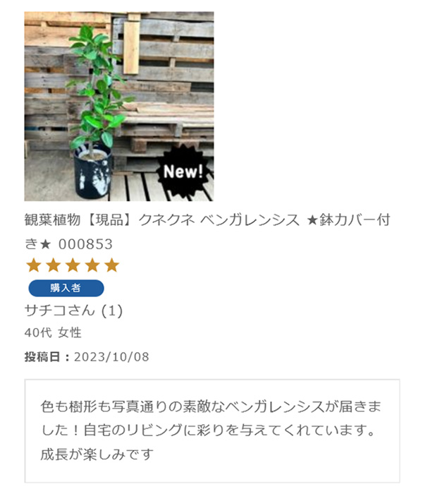  現品販売　新品　画像の商品を送ります 観葉植物【現品】クネクネ ベンガレンシス ★鉢カバー付き★ 000853