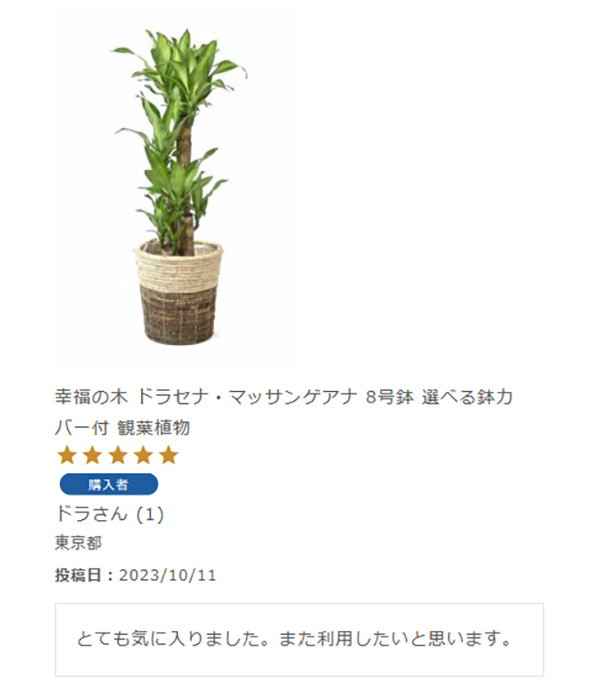 幸福の木 ドラセナ・マッサンゲアナ 8号鉢 選べる鉢カバー付 観葉植物