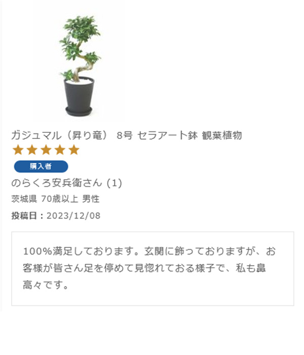 ガジュマル（昇り竜） 8号 セラアート鉢 観葉植物