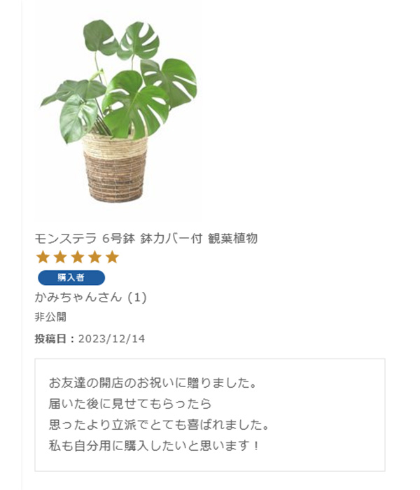 モンステラ 6号鉢 鉢カバー付 観葉植物