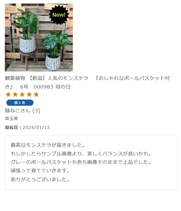 観葉植物 【新品】人気のモンステラ　『おしゃれなボールバスケット付き』　6号　000983