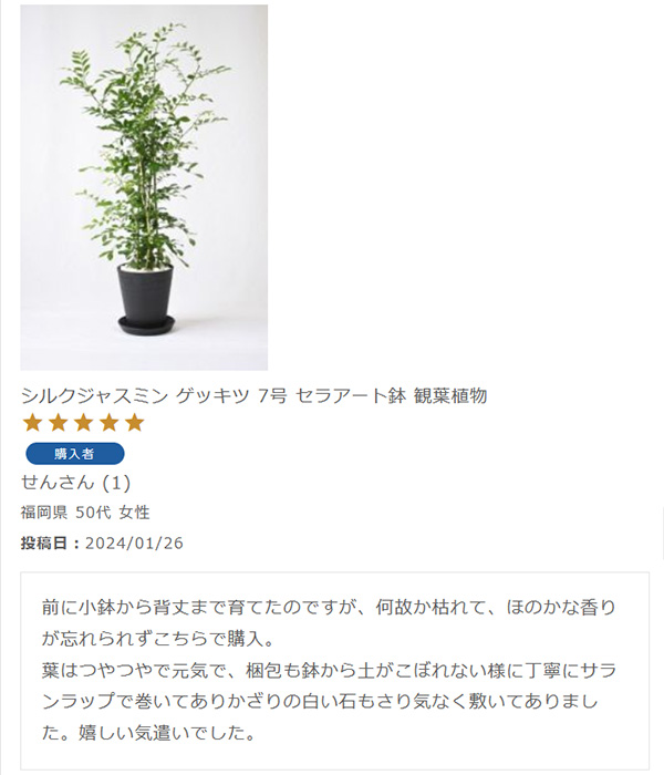 シルクジャスミン ゲッキツ 7号 セラアート鉢 観葉植物