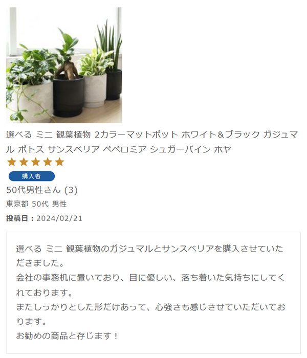 選べる ミニ 観葉植物 2カラーマットポット ホワイト＆ブラック ガジュマル ポトス サンスベリア ペペロミア シュガーバイン ホヤ