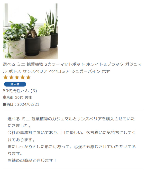 選べる ミニ 観葉植物 2カラーマットポット ホワイト＆ブラック ガジュマル ポトス サンスベリア ペペロミア シュガーバイン ホヤ