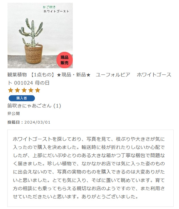 観葉植物 【1点もの】★現品・新品★　ユーフォルビア　 ホワイトゴースト 001024