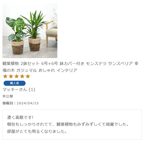 観葉植物 2鉢セット 6号+6号 鉢カバー付き モンステラ サンスベリア 幸福の木 ガジュマル おしゃれ インテリア