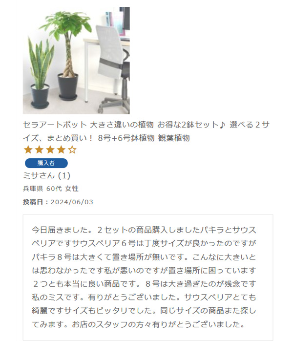 セラアートポット 大きさ違いの植物 お得な2鉢セット♪ 選べる２サイズ、まとめ買い！ 8号+6号鉢植物 観葉植物