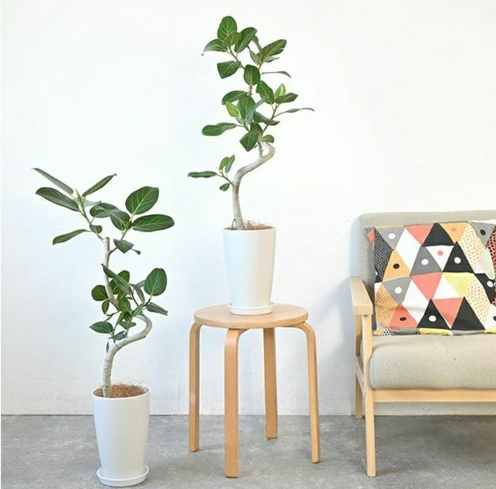 ベンガレンシス 曲がり樹形 7号