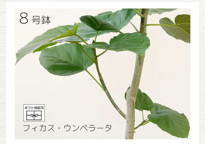内祝い】 フィカス ウンベラータ 8号 115cm spiral tree form 植物