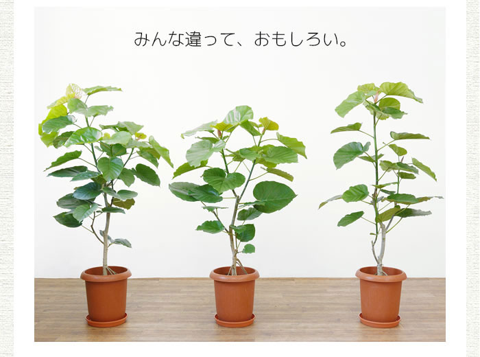 フィカス・ウンベラータ （直幹樹形） 8号鉢 観葉植物