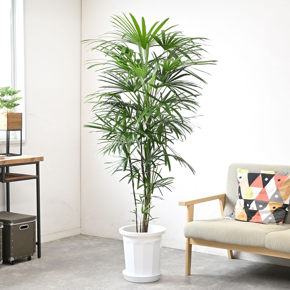 棕櫚竹 シュロチク 8号 ブラック セラアート鉢 送料無料 観葉植物 おしゃれ インテリア 中型 大型 寒さに強い
