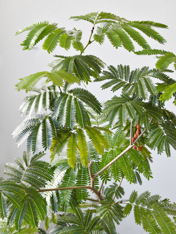 エバーフレッシュ ネムの木 植物 | discovermediaworks.com