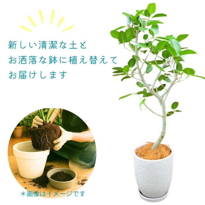 ベンガルボダイジュ