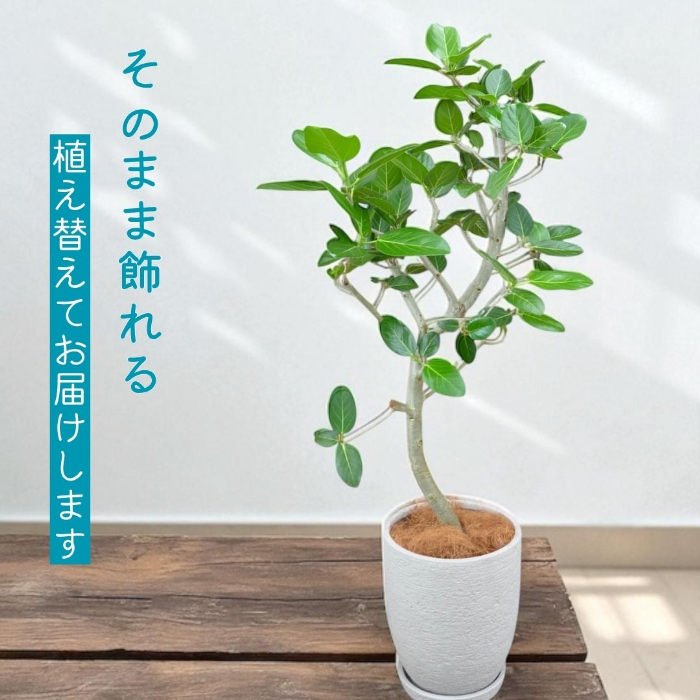 ベンガルボダイジュ
