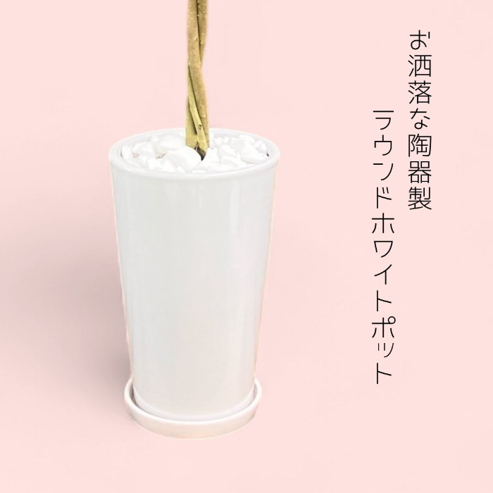 ベンジャミン