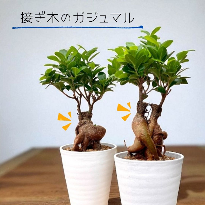 ガジュマル