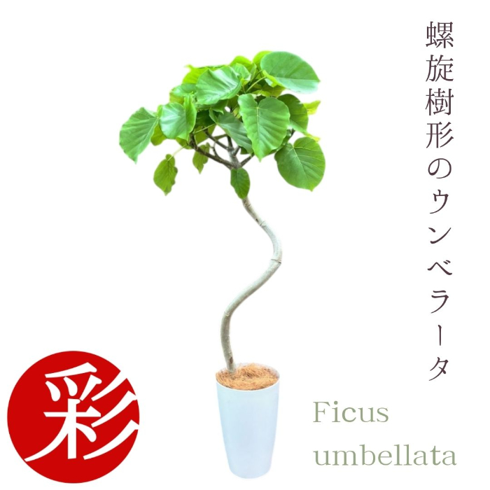 ウンベラータ