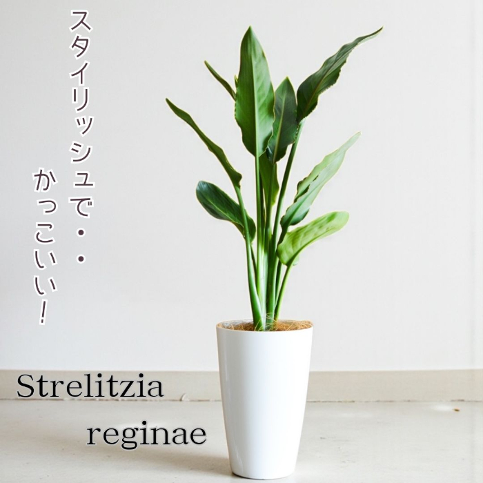 レギネ