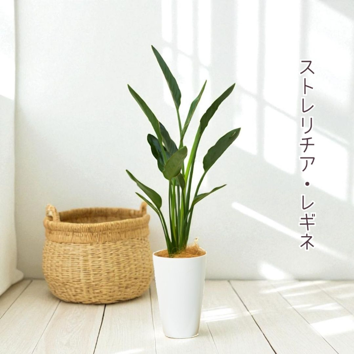 レギネ